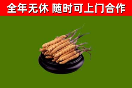 元宝区回收冬虫夏草